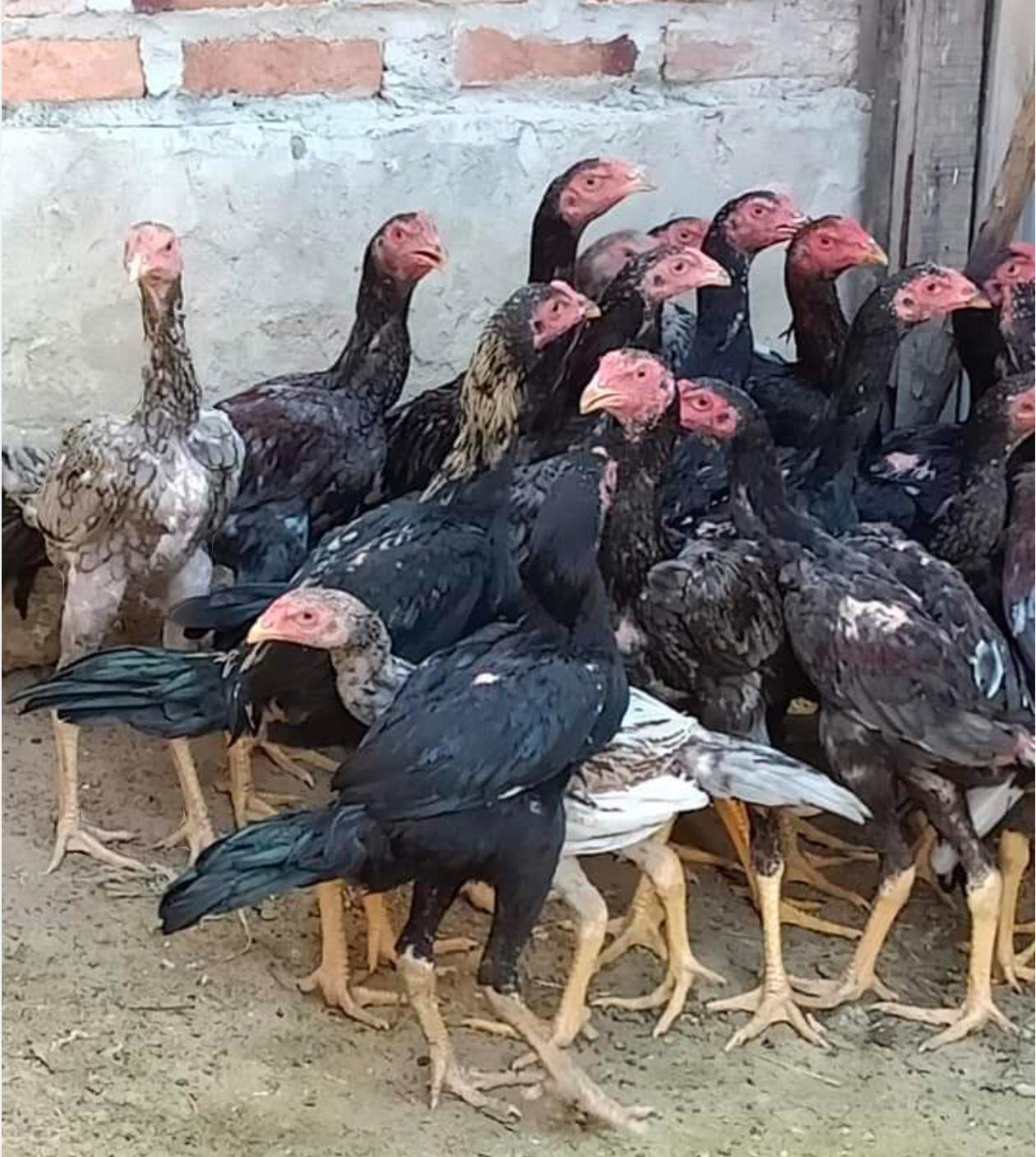 Country Chicken (Nattukozhi)