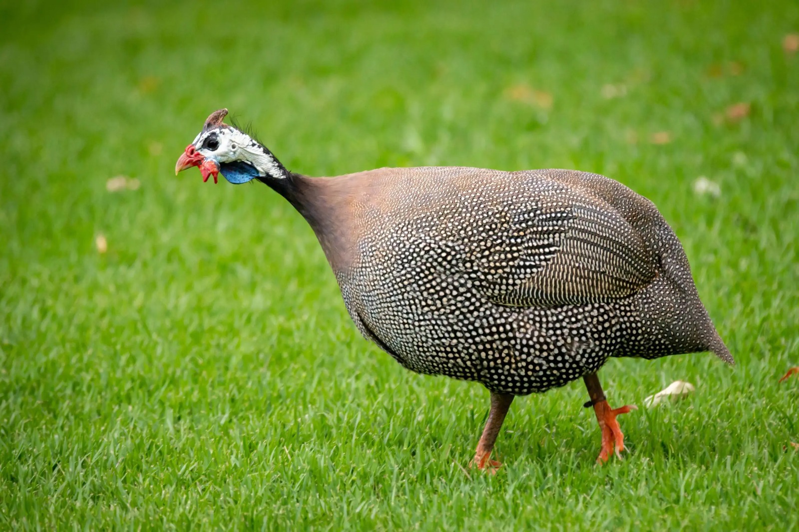 Indian Runner